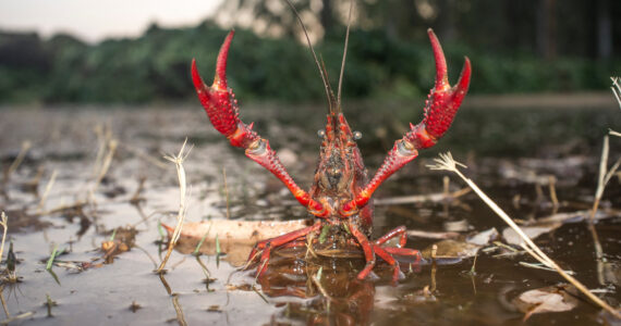 a crawfish in the swamp mud