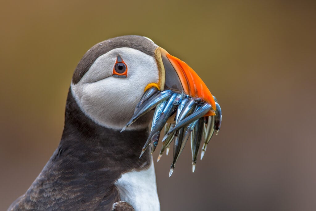a puffin with a mouth full of fish