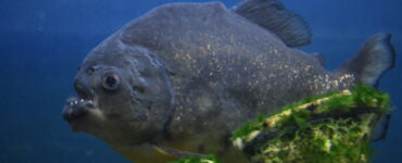 a massive piranha swimming underwater
