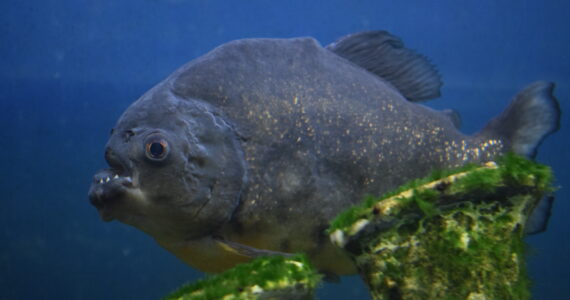a massive piranha swimming underwater