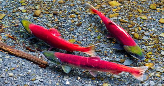 newly spawned sockeye salmon