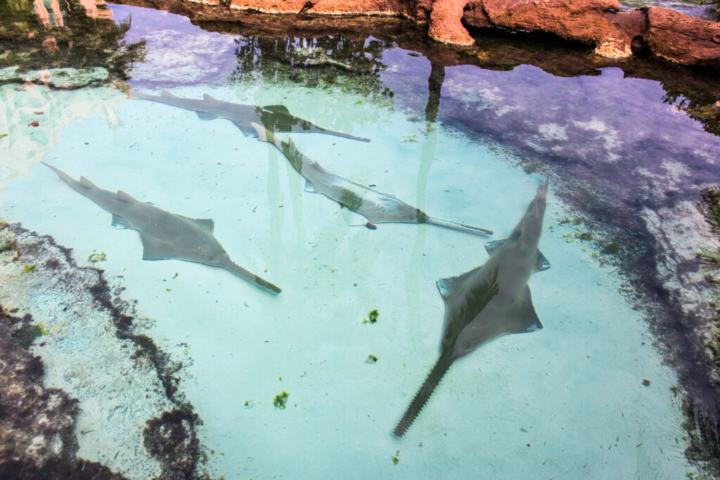 saw sharks in the bahamas