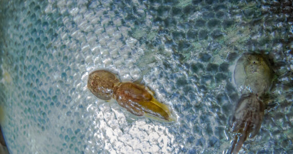 sea lice on the scales of a fish