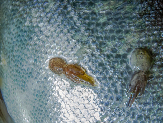 Are Sea Lice Dangerous?