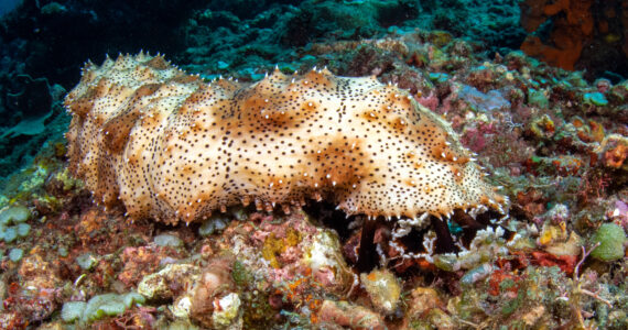 a giant sea cucumber crawling over a coral reef