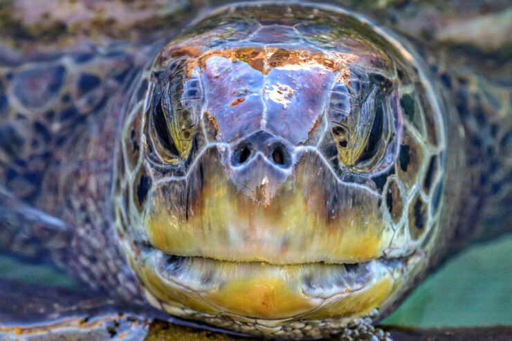 Most Endangered Sea Turtle