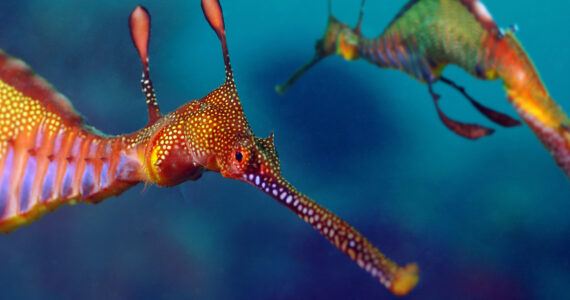 two seadragons swimming underwater