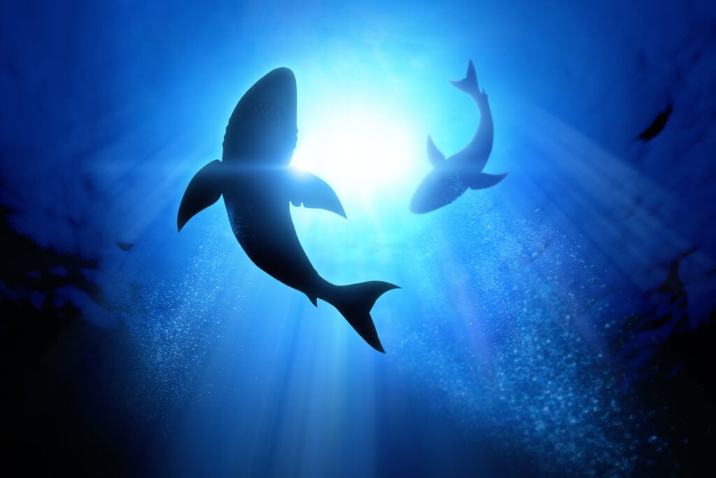 sharks swimming in a circle in the ocean