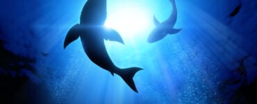 sharks swimming in a circle in the ocean