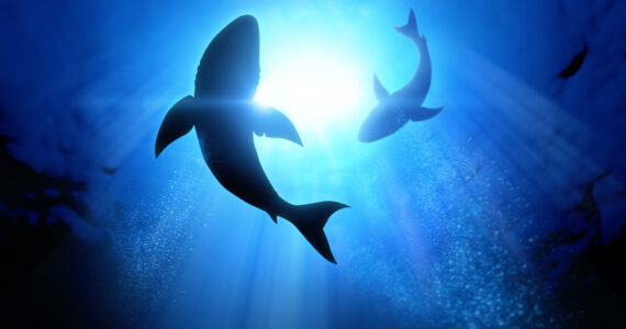 sharks swimming in a circle in the ocean