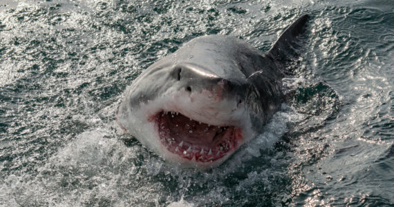a great white shark breaching the water