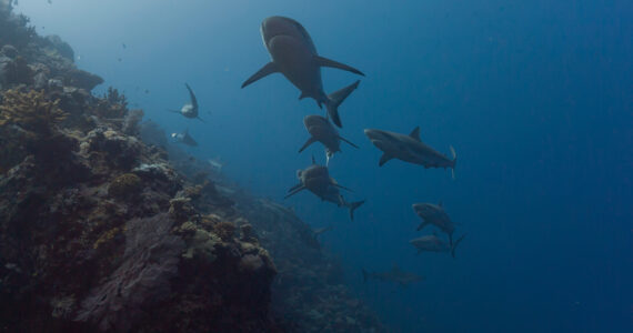 a schoolk of sharks swimming in the ocean