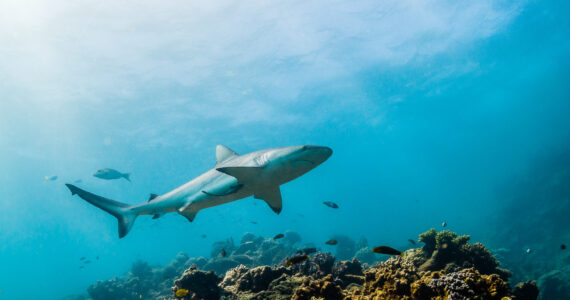 a reef shark swimming over a coral reef