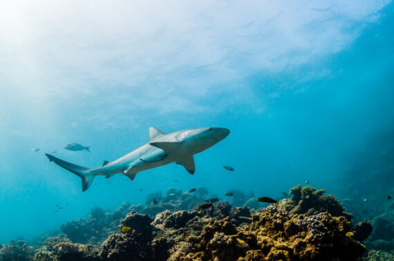 The Difference Between Cartilaginous Fish And Bony Fish the-difference-between-cartilaginous-fish-and-bony-fish