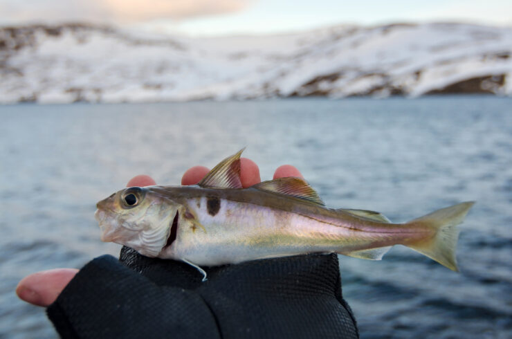 Small Haddock What's the Difference Between Haddock and Cod?