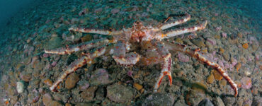 a king crab on the ocean floor