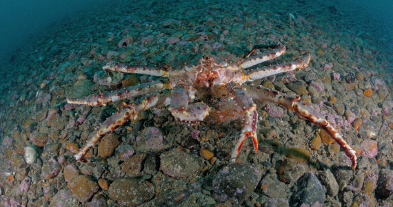 a king crab on the ocean floor