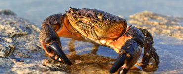 a stone crab in the sand