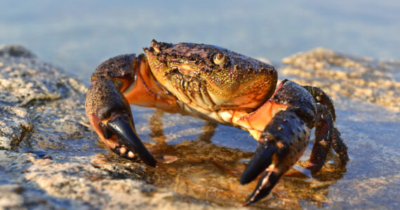 a stone crab in the sand