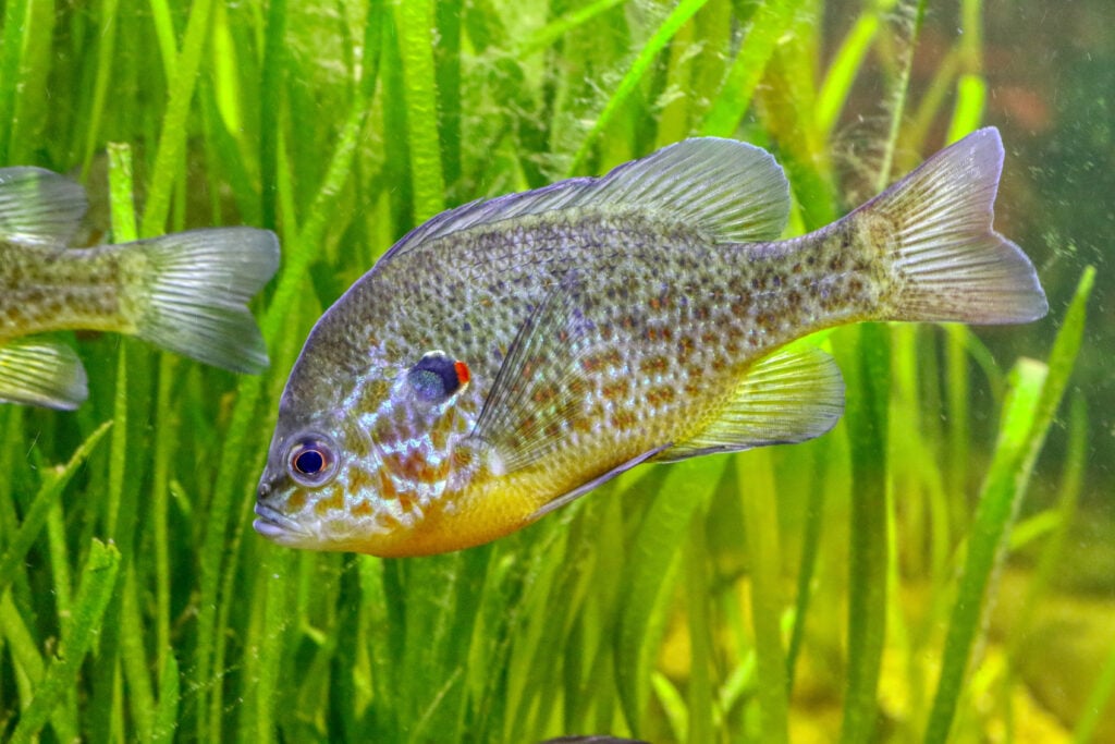 a pumpkinseed sunfish swimming underwater