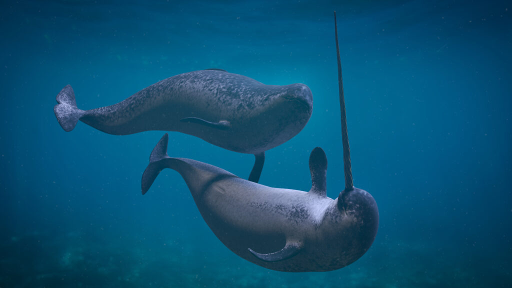 mother and baby narwhals