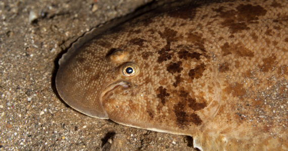 a sole fish in the sand underwater