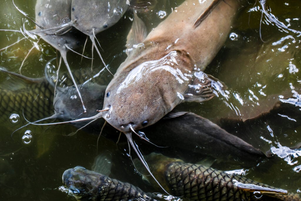 a walking catfish in the water