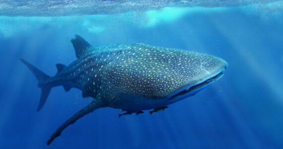 a whale shark swimming in the ocean