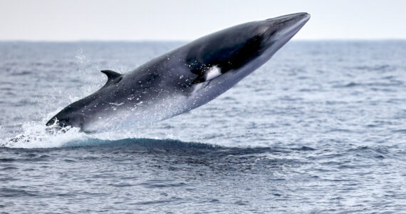 a minke whale breaching the water's surface