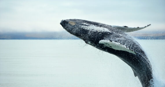 a whale breaching in the water