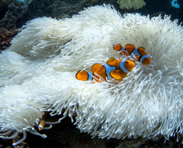 two clownfish in an anemone