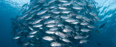 a school of fish eating