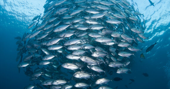 a school of fish eating