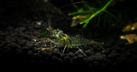 a beautiful shrimp underwater