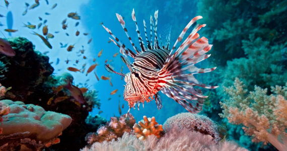 a lionfish swimming near a reef