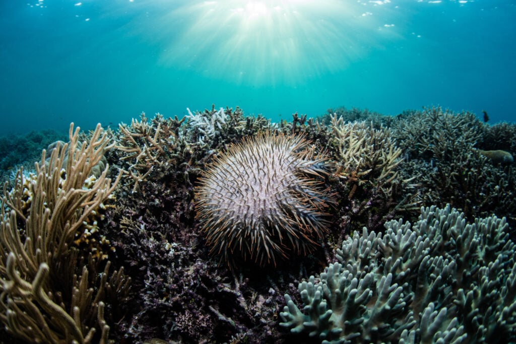 crown of thorns starfish in a coral reef
