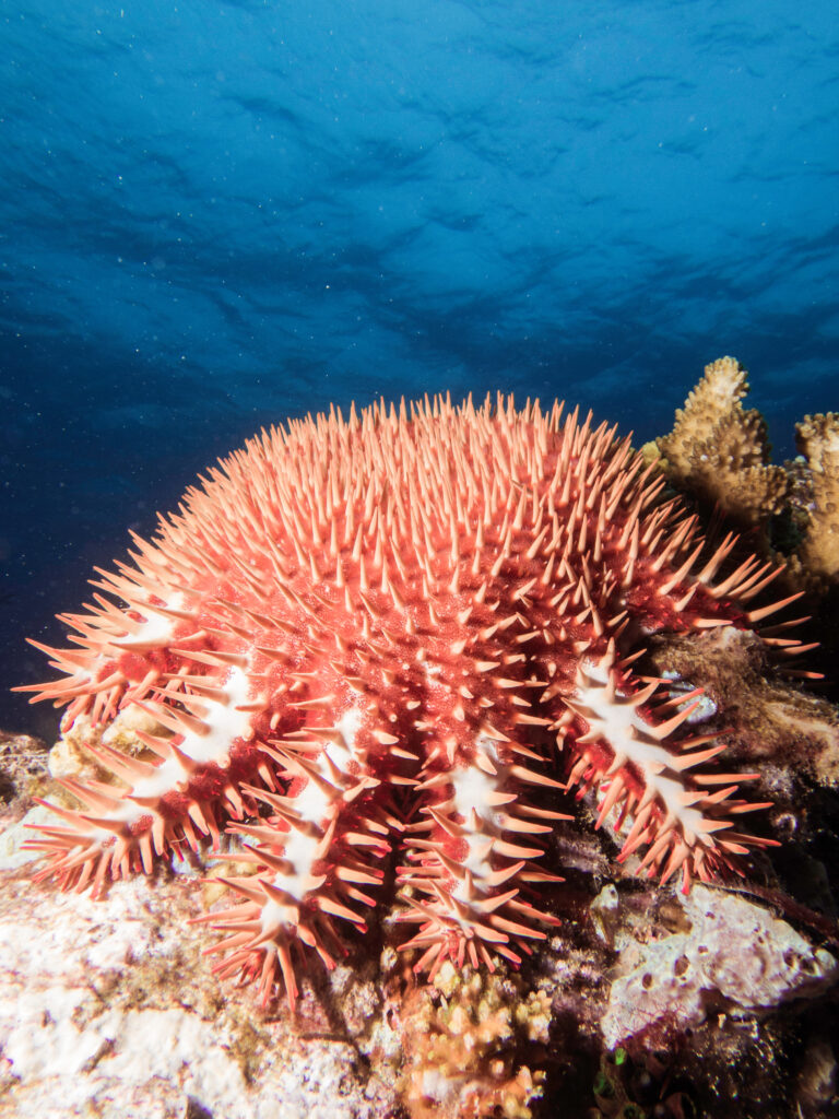 a crown of thorns on a coral reef