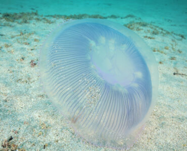 crystal jellyfish on the sandy ocean floor