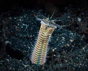 bobbit worm coming out of the sand