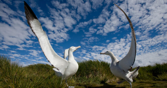 two albatrosses with their wings spread
