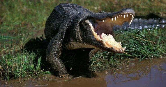 an alligator in a defensive posture with its mouth open