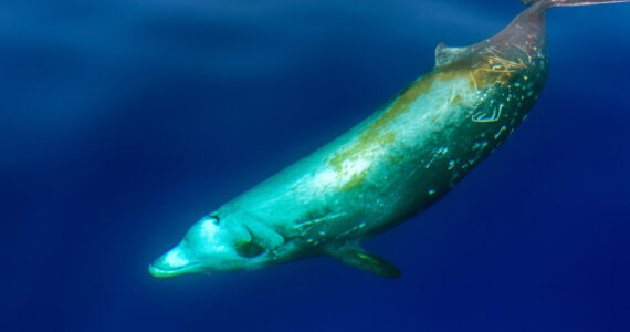 a cuviers beaked whale underwater