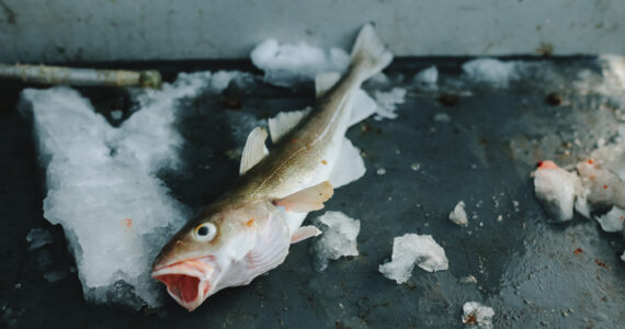 a polar cod caught in the barents sea