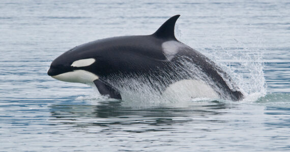 an orca breaching the water swimming fast