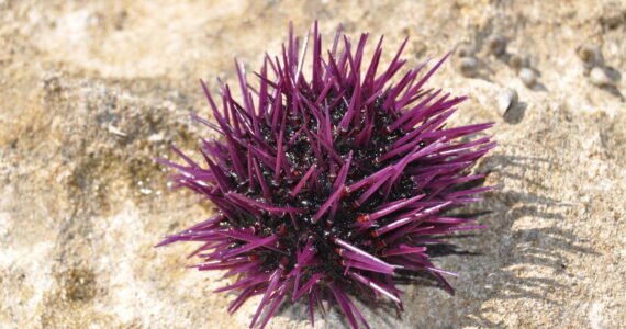a sea urchin on the sandy seafloor