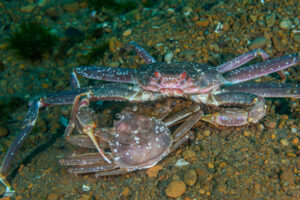 What's the Difference Between Bairdi Crab and Snow Crab?