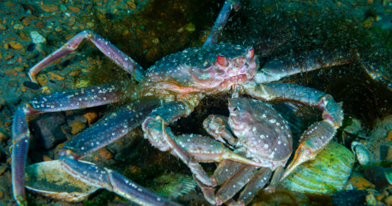 a bairdi crab holding another crab under a coral reef