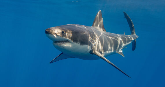 a massive great white shark underwater