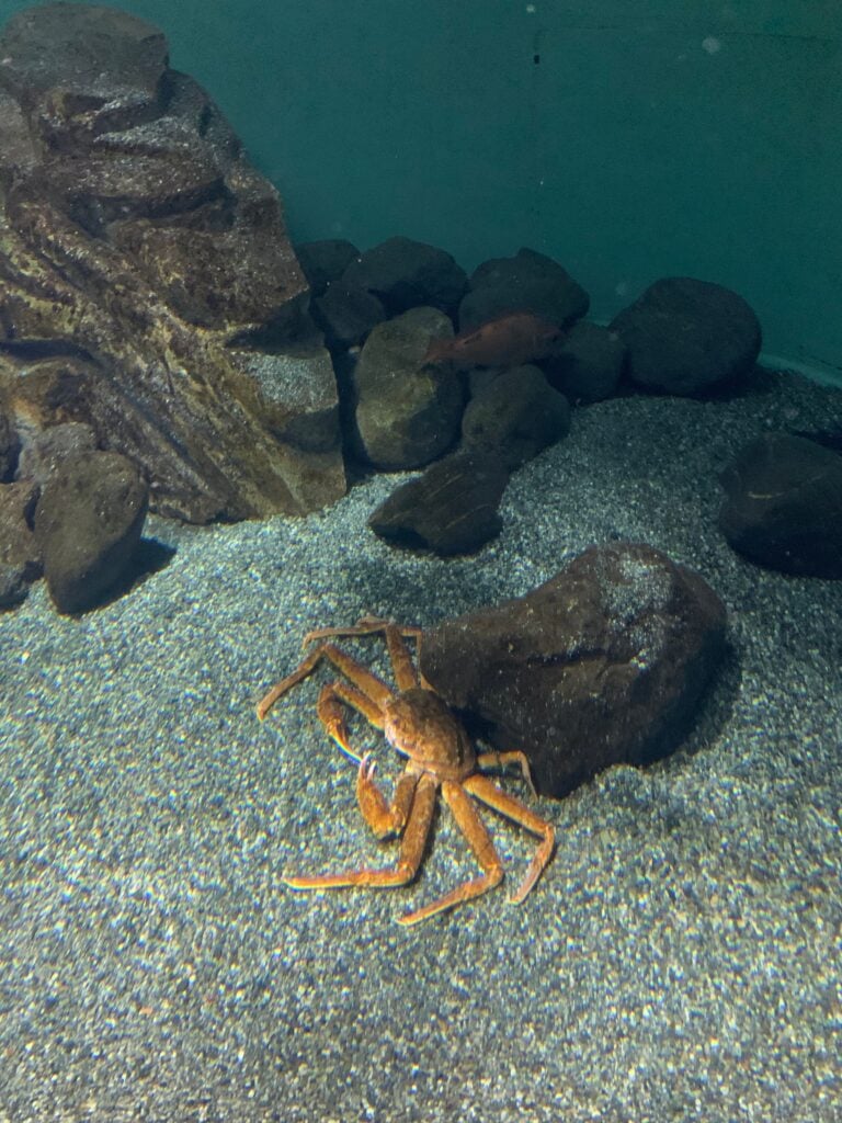 a snow crab deep underwater