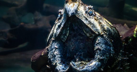 a massive alligator snapping turtle with its mouth open